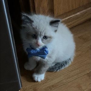 Meet your Posher, Moe